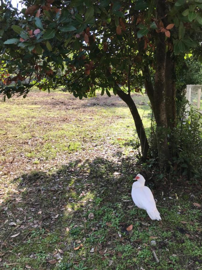 Etno village Mihailovic II Herceg Novi Esterno foto